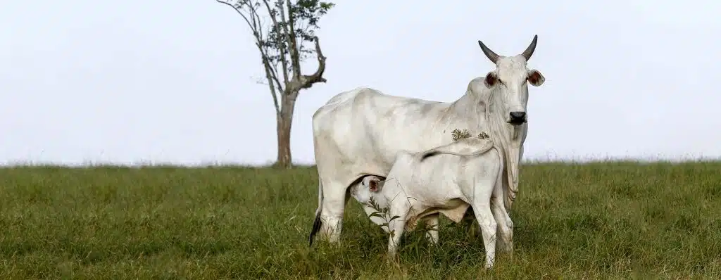 Na imagem, temos uma vaca de cor branca e um bezerro amamentando nela em um pasto. Foto ilustrar matéria de compra de bezerros.