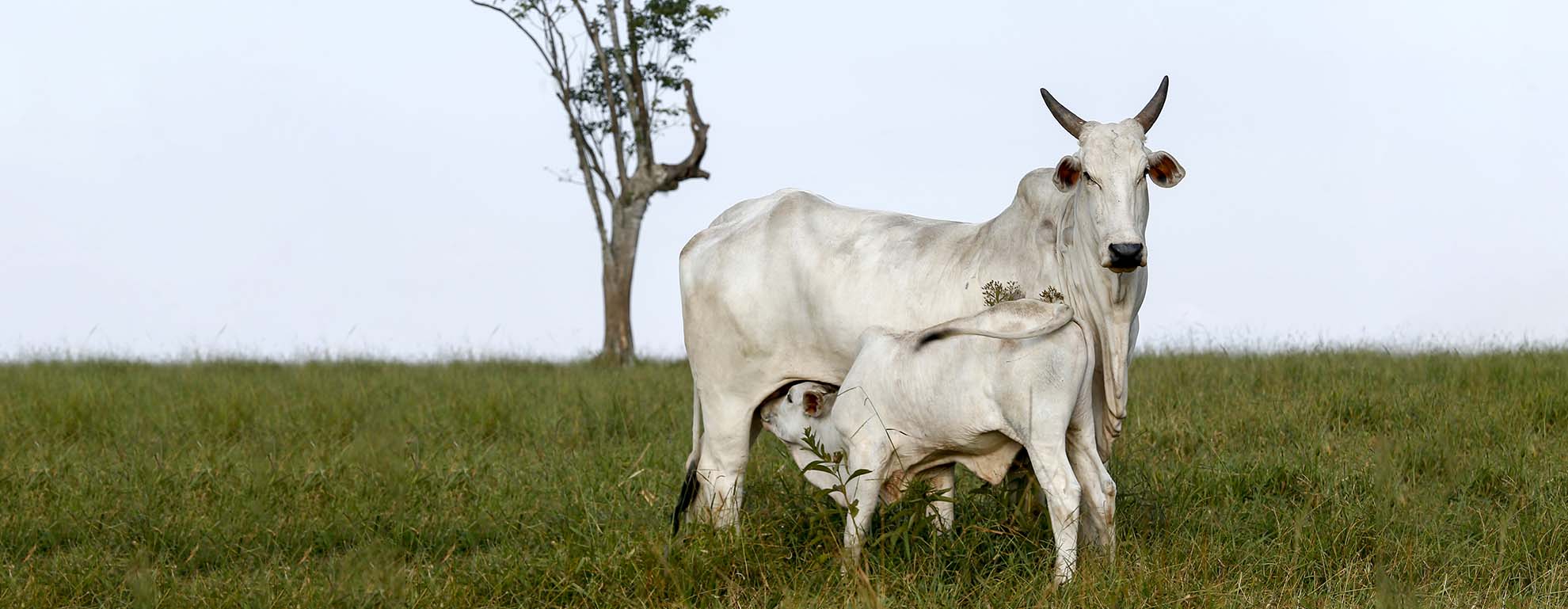 Na imagem, temos uma vaca de cor branca e um bezerro amamentando nela em um pasto. Foto ilustrar matéria de compra de bezerros.