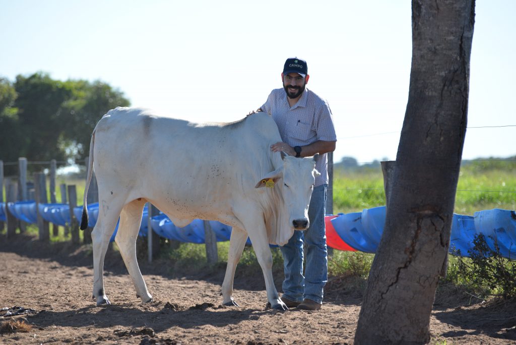 Na imagem, vemos um homem fazendo carinho no gado bovino de cor branca. Homem veste camiseta, calça jeans e está de boné.