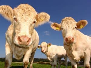 Na imagem, temos 3 bezerros de cor branca. Em foco, observamos dois animais e mais ao funoo,o outro bezerro. Animais estão em pasto com um lindo paisagem de céu. Foto ilustra matéria de creep feeding.