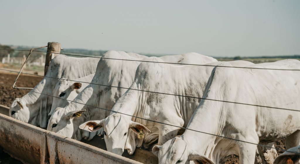 Na imagem, temos 4 bovinos de coloração branca se alimentando em um cocho. Foto ilustra matéria de peso em carcaça. 