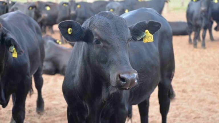 Na imagem, temos alguns bovinos de cor preto com brinco amarelo de identificação. Em foco, um dos animais olha para a câmera. Foto ilustra matéria de peso em carcaça.