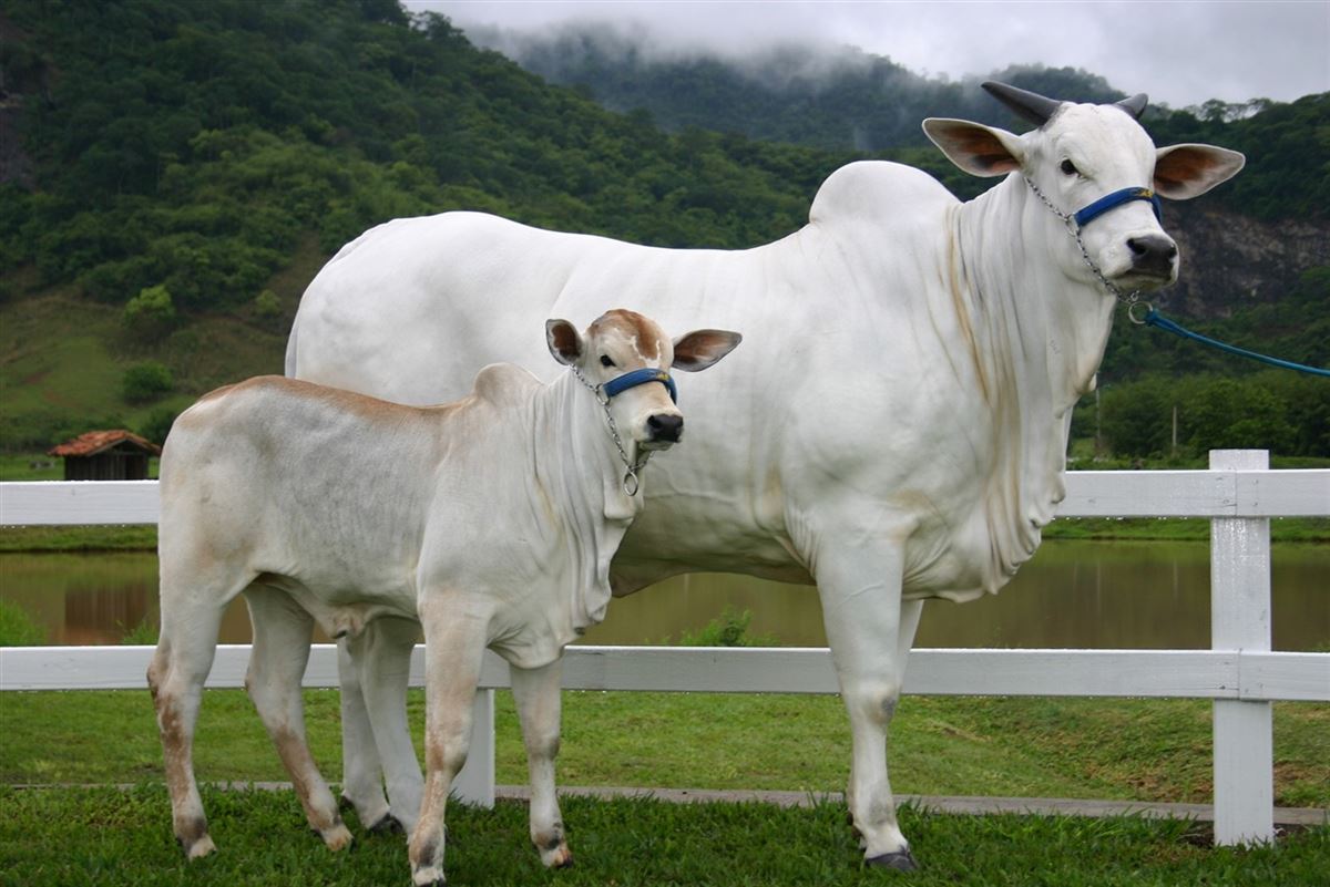 melhoramento genético gado de corte