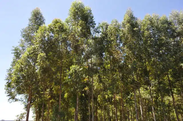 Plantação de eucalipto em uma dia ensolarado e com céu azul, ilustrando a matéria de Integração Lavoura-Pecuária-Floresta