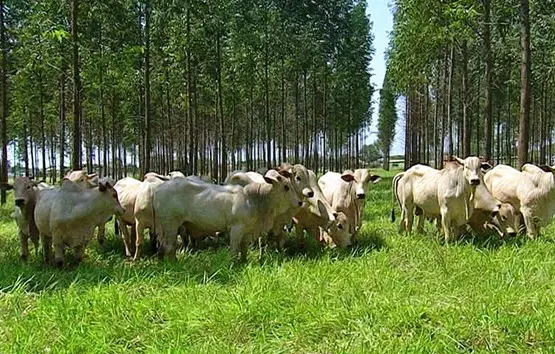 Na imagem, temos vários bovinos de cor branca em um pasto gramado. Em sua volta, temos eucaliptos. Foto ilustra matéria de ESG no agro. 