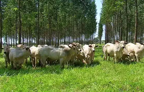 Na imagem, temos vários bovinos de cor branca em um pasto gramado. Em sua volta, temos eucaliptos. Foto ilustra matéria de ESG no agro.