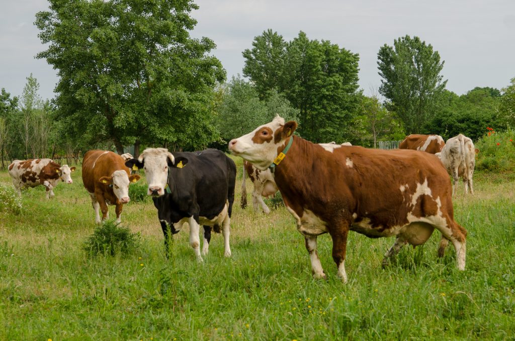 Na imagem, temos vários bovinos em um pasto gramado e com árvores ao fundo. Animais branco malhado com marrom, malhado com branco e preto com branco. A foto ilustra a matéria do ESG no agro.