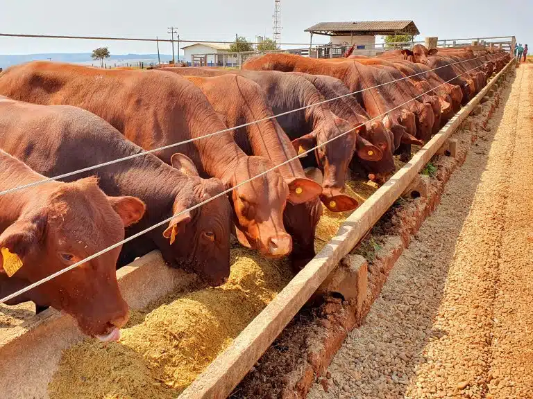 Na imagem, vemos diversos bovinos se alimentando em um cocho. Foto ilustra matéria de economia circular.