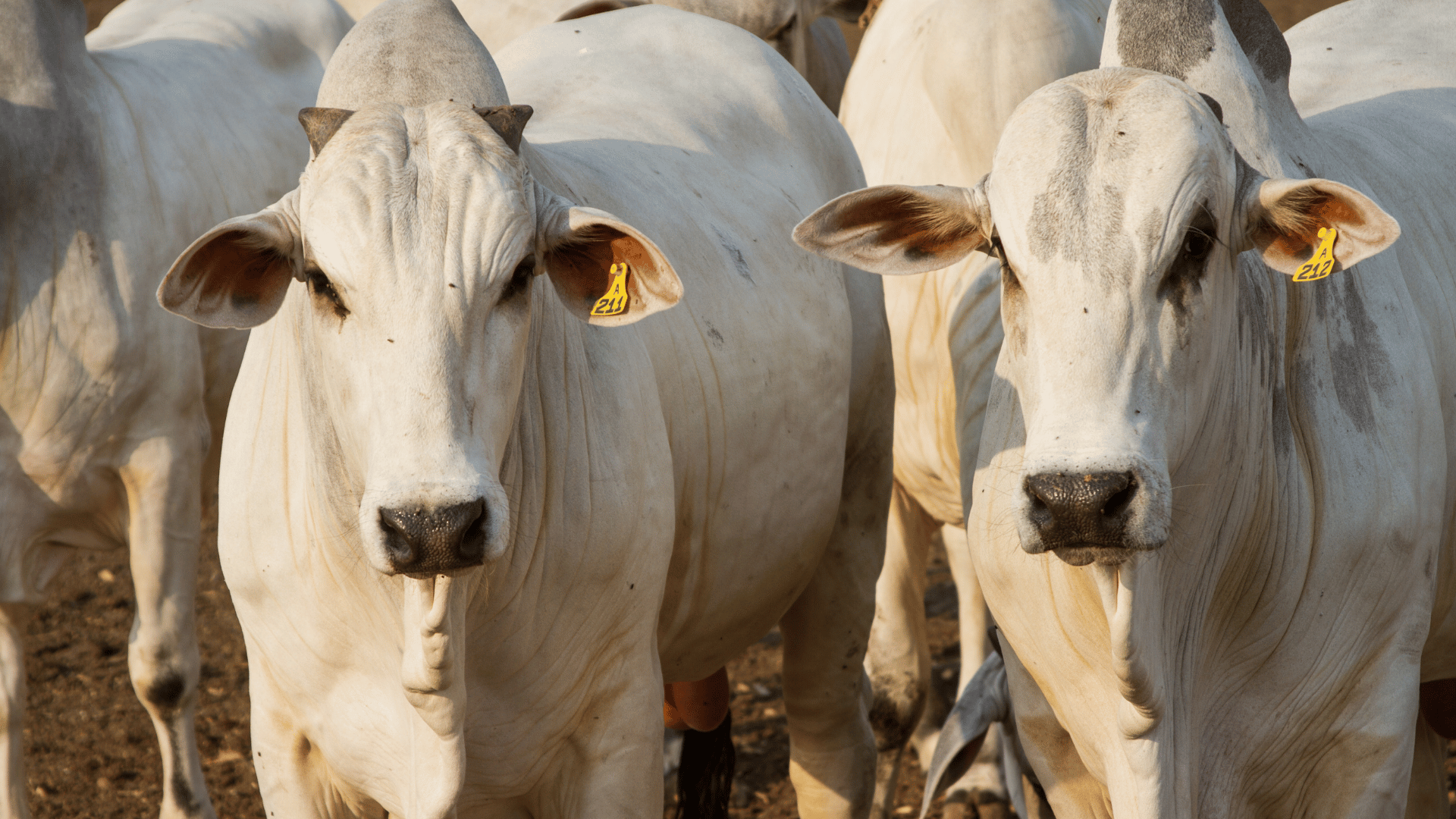 A importância da vermifugação em gado.