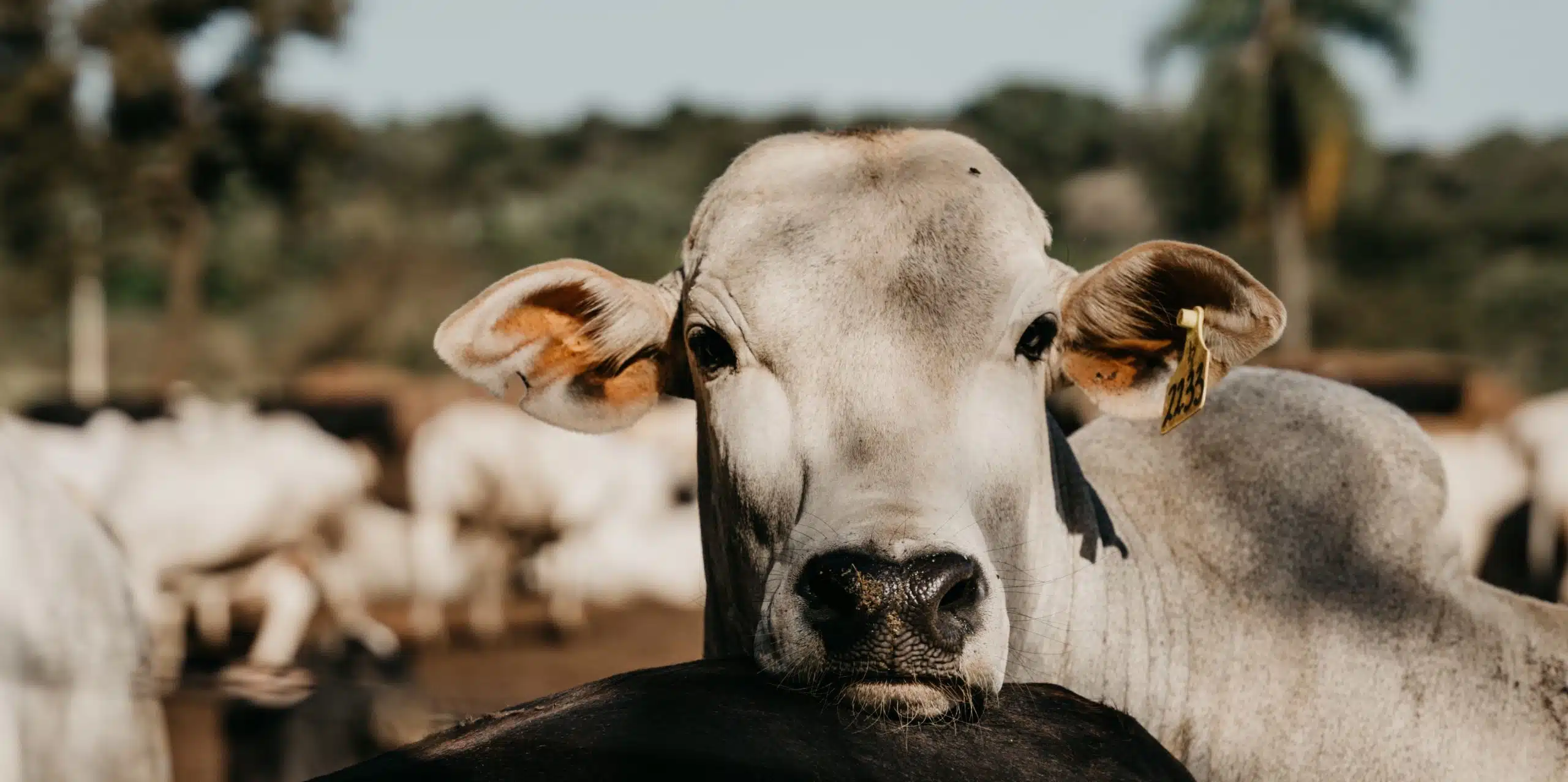 Na imagem, temos um bovino de cor branca em destaque usando brinco, ilustrando matéria de rastreabilidade bovina.