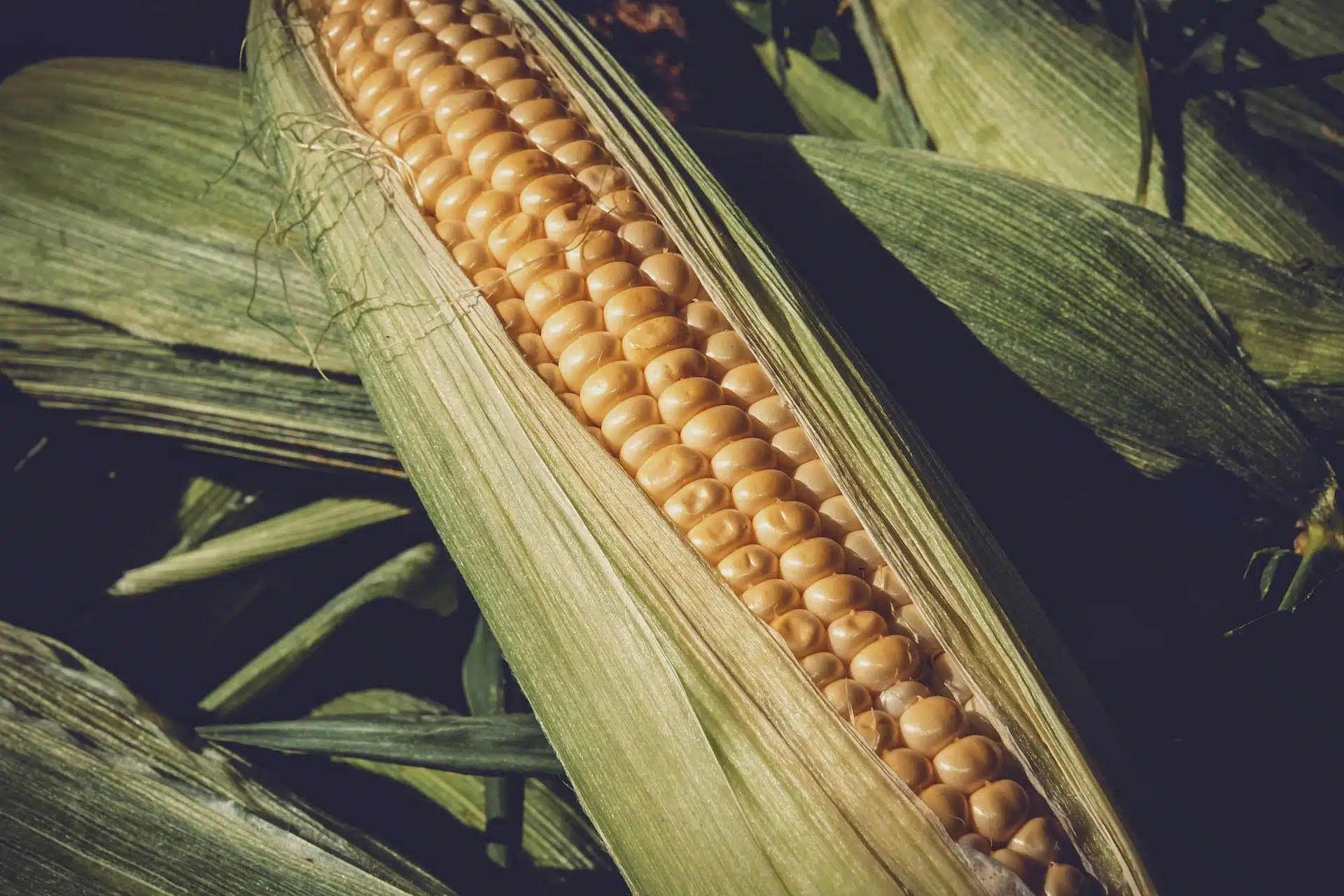 Na foto, vemos algumas palhas de milho e em um milho ainda na palha. Foto ilustra matéria de armazenamento de milho.