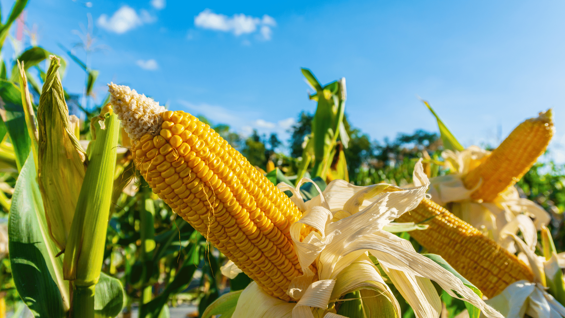 Armazenamento de milho na fazenda