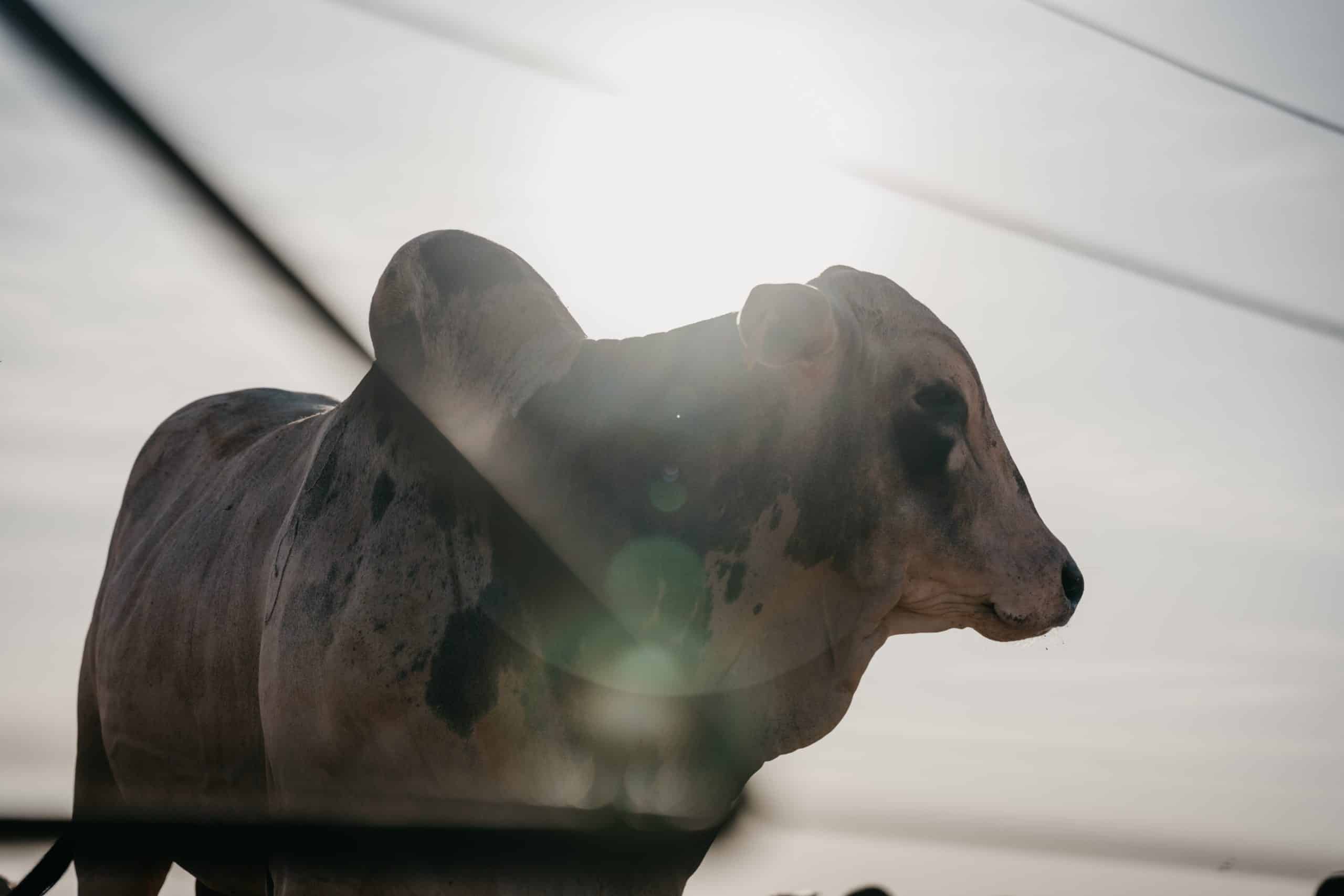 Banco do Brasil investe na "Pecuária do Futuro"com iRancho, por meio da rastreabilidade bovina, tecnologia do SafeBeef.