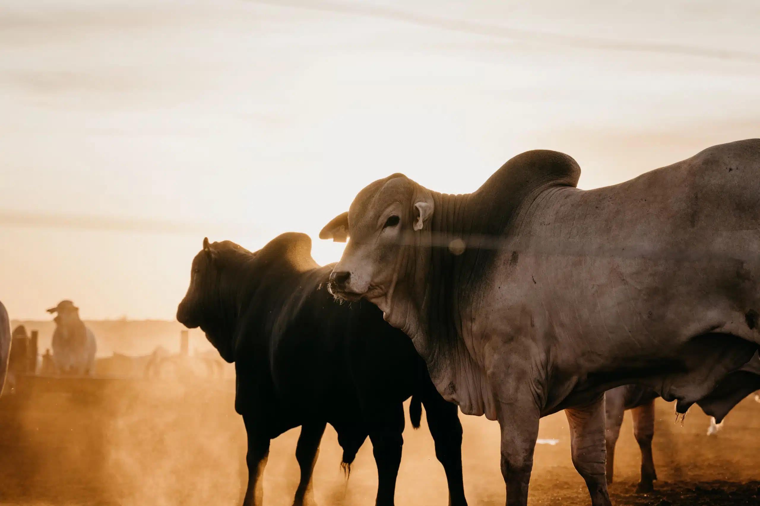 Banco do Brasil investe na "Pecuária do Futuro" por meio da rastreabilidade bovina, tecnologia do SafeBeef