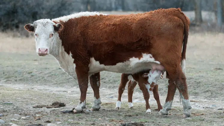 Bezerro mamando na vaca matriz de raça Hereford