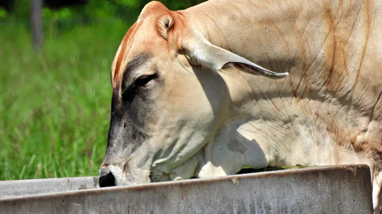 Suplementação para gado: bovino se alimentando na fazenda