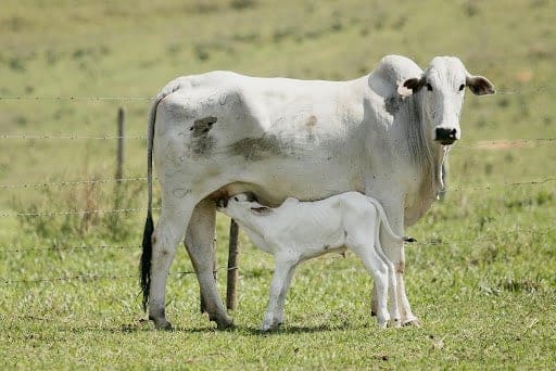 Imagem mostra vaca e bezerro no pasto enquanto a cria mama