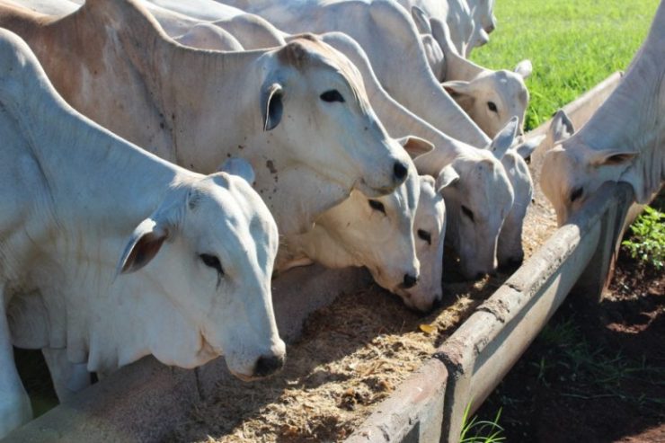 Suplementação para gado: animais se alimentando na fazenda