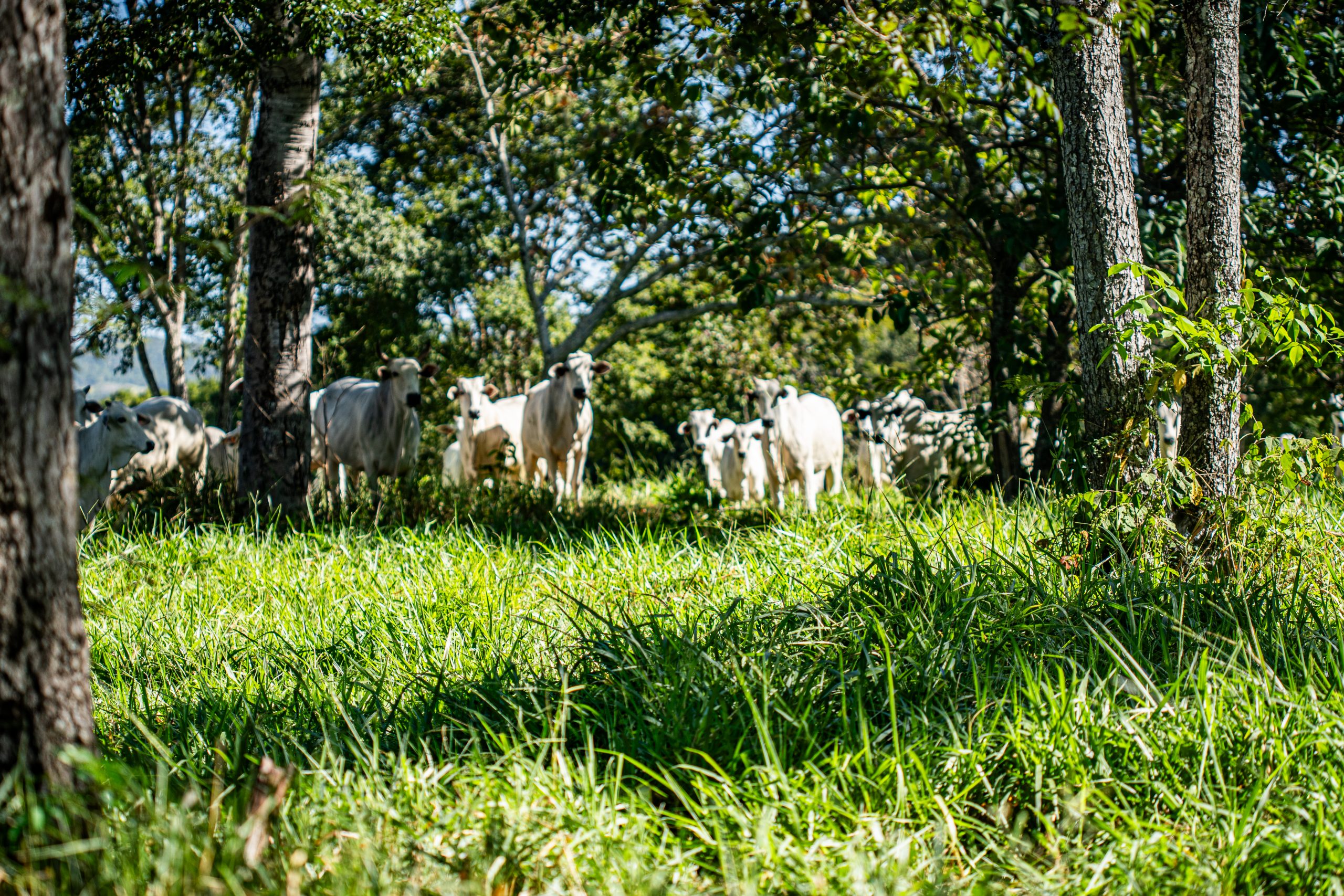 Animais criados a pasto