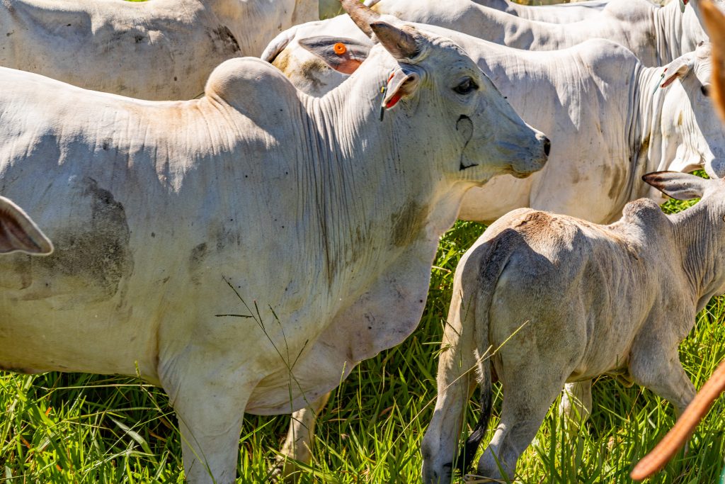 Bezerro com vaca