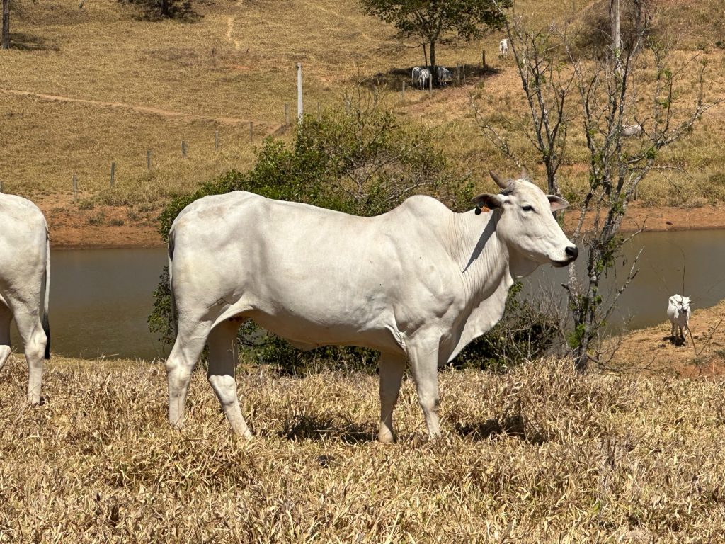 Sazonalidade na pecuária