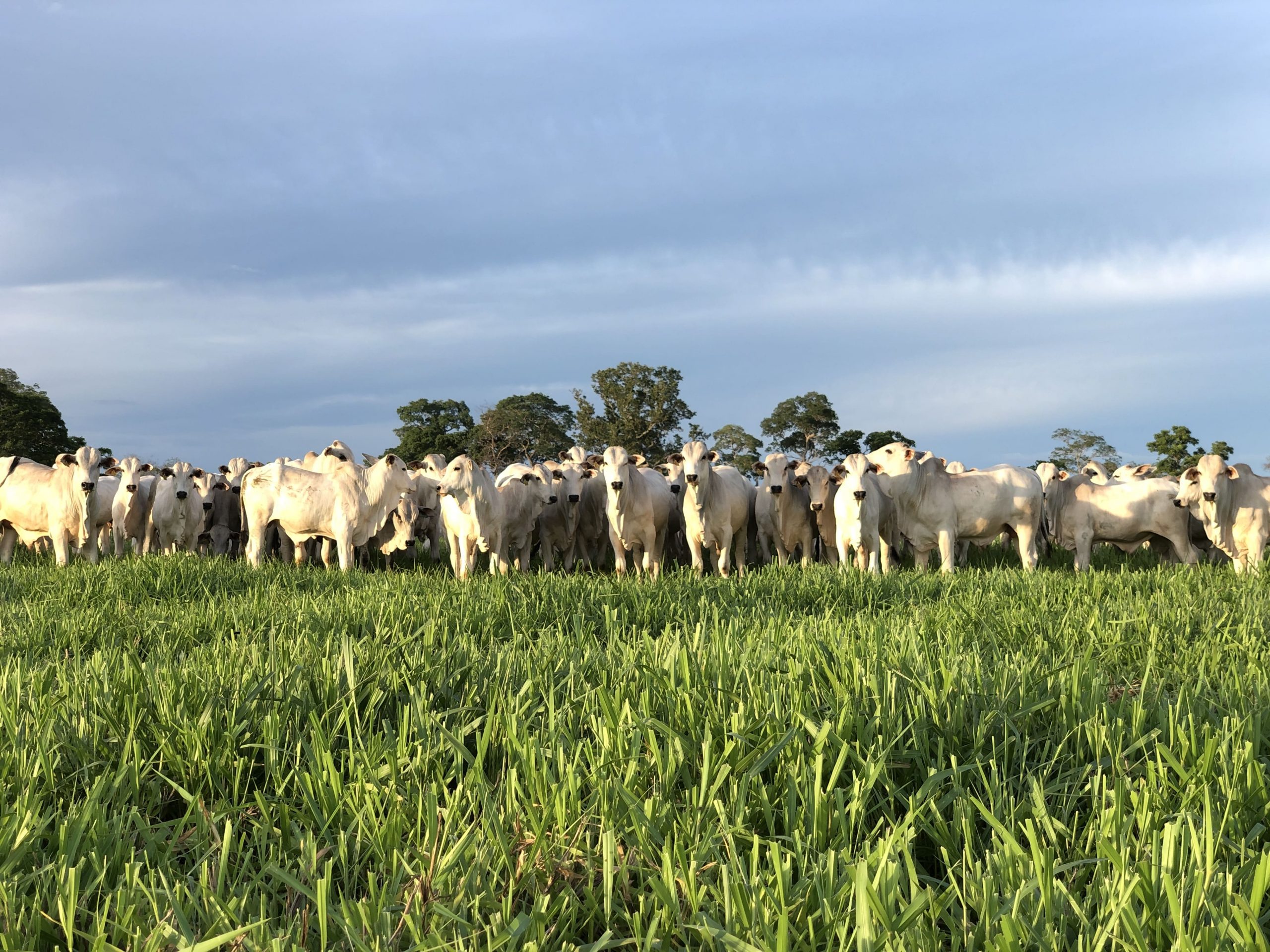 Gargalos nutricionais na pecuária